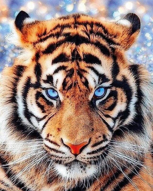 Глаз тигра | Премиум Фото | Глаза тигра, Волчак, Дикие животные